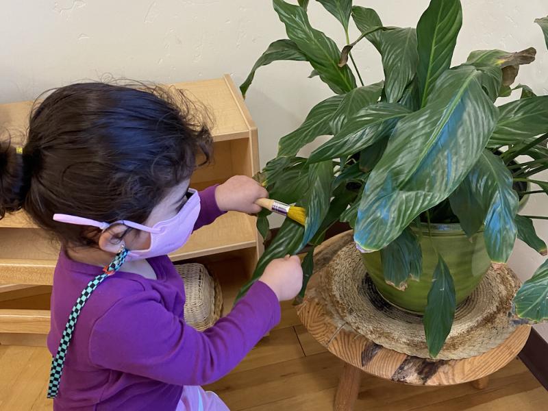A Three Year-Old Learning How to Care for plants by cleaning and watering them