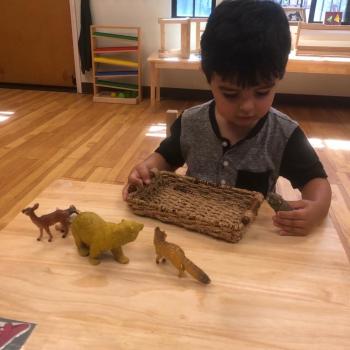 Toddler independently learning about animals at Lifetime Montessori School 